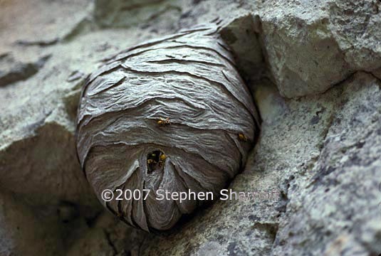 wasp nest beach 1 graphic