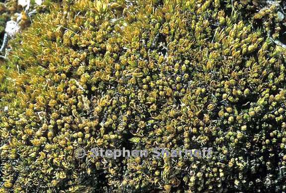 Bryum caespiticium graphic