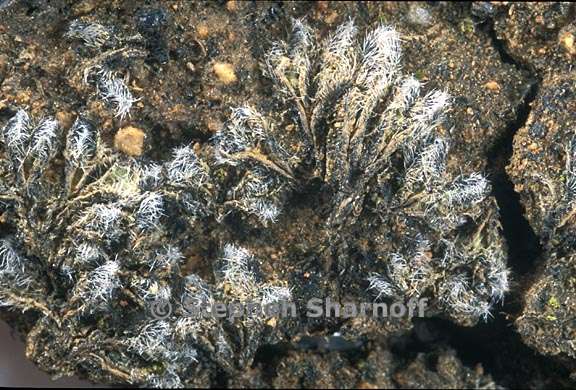 riccia trichocarpa 1 graphic