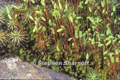 moss thumbnail graphic