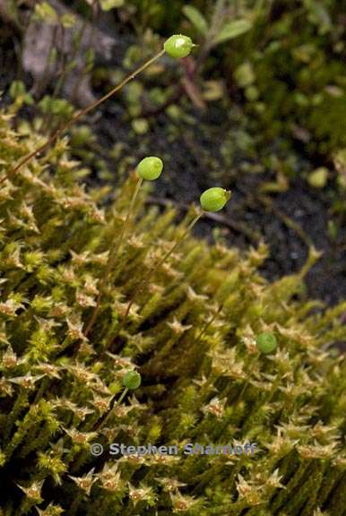 bartramia pomiformis 2 graphic