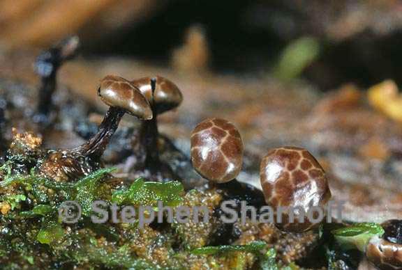 brown sporangia 1 graphic