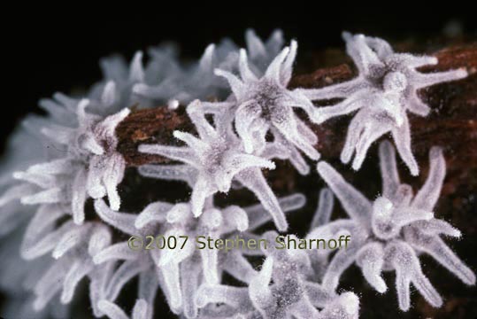 ceratiomyxa 2 graphic