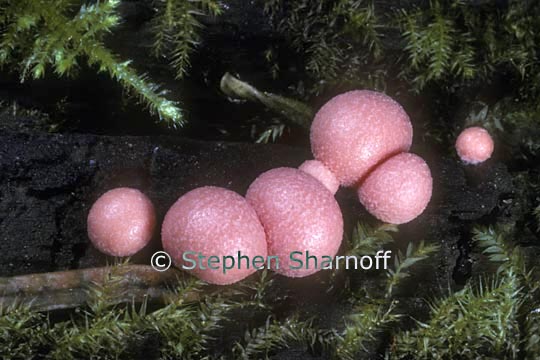 lycogala epidendrum 2 graphic