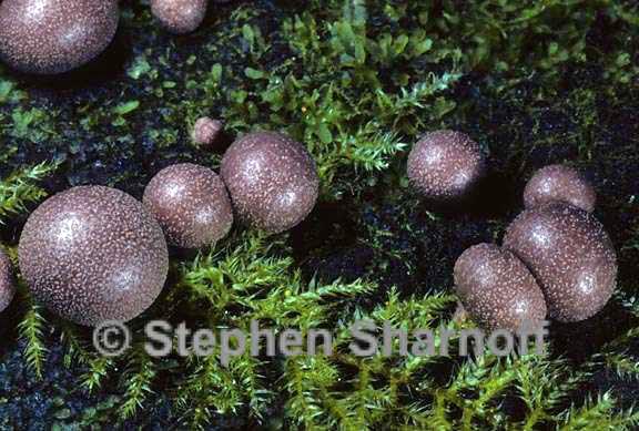 lycogala epidendrum 3 graphic