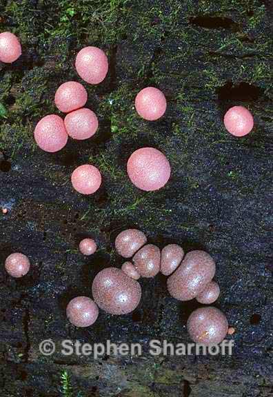 lycogala epidendrum 4 graphic