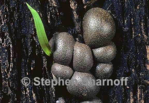 lycogala epidendrum 5 graphi