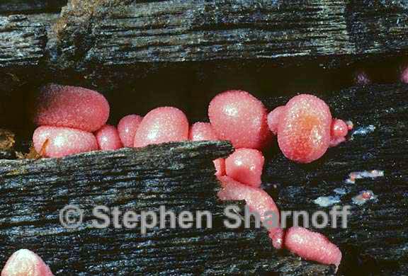 lycogala epidendrum 6 graphic