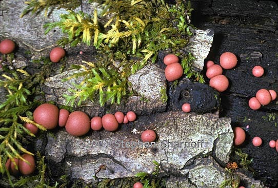 lycogala epidendrum 1 graphic