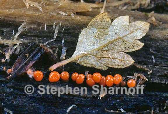 orange sporangia 3 graphic