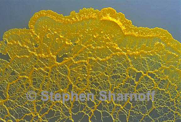 plasmodium on agar 5 graphic