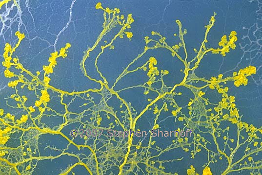 plasmodium on agar 6 graphic