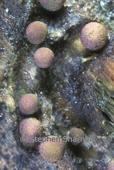 pink sporangia 1 graphic