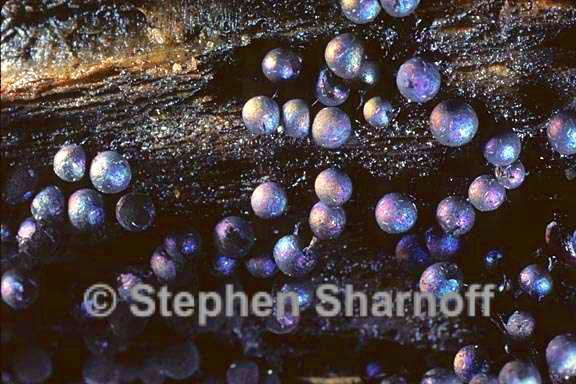 purple sporangia 7 graphic