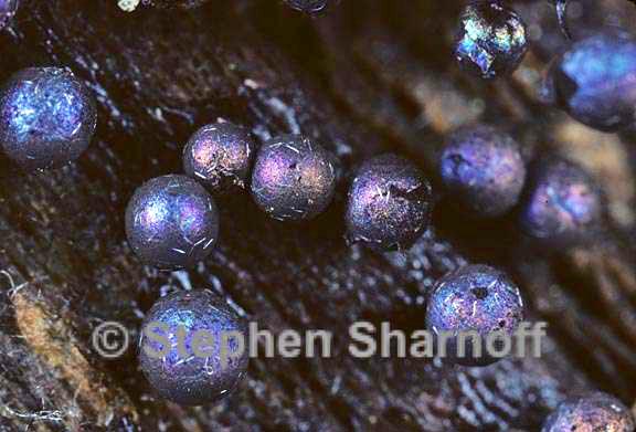 purple sporangia 8 graphic