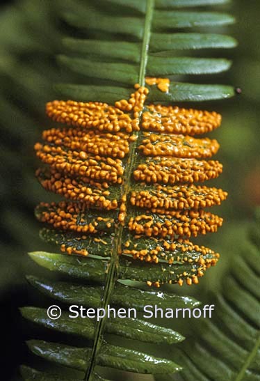 sporangia fern2 graphic