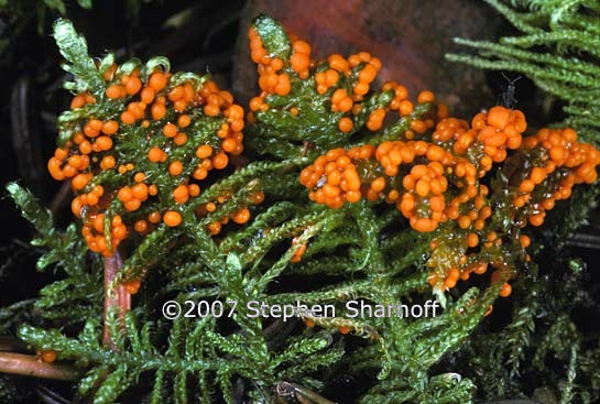 sporangia fern graphic