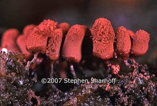 sporangia red graphic