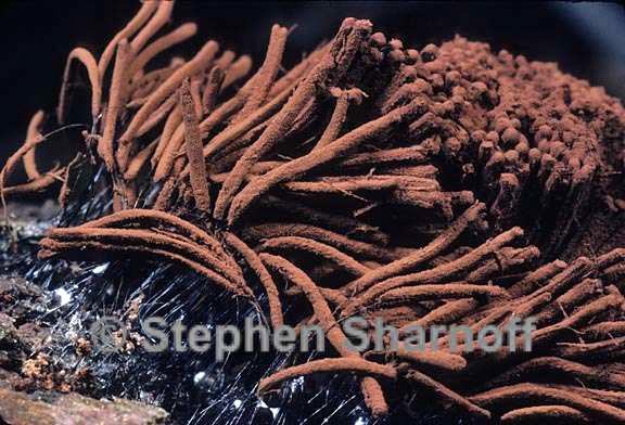 stemonitis axifera 1 graphic