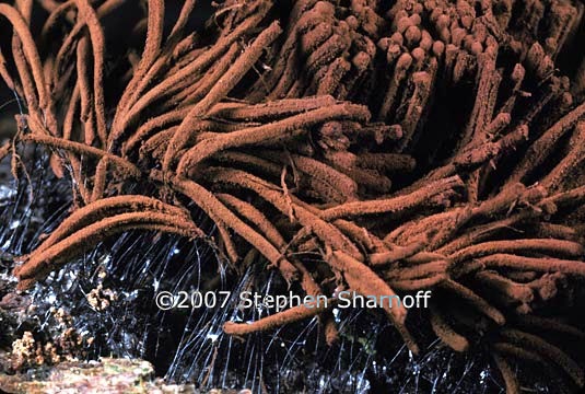 stemonitis axifera 2 graphic