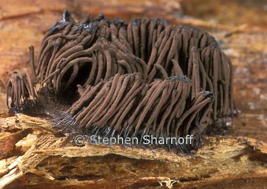 stemonitis axifera 4 graphic