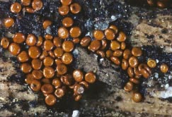 brown sporangia 2 thumbnail graphic