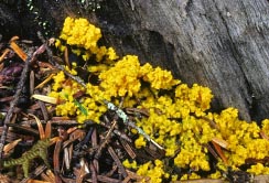 plasmodium on pine needles thumbnail graphic