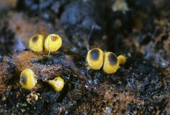 yellow sporangia 3 thumbnail graphic