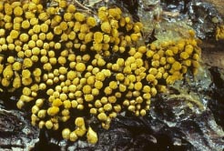 yellow sporangia 4 thumbnail graphic