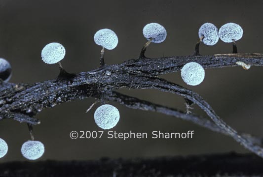 white sporangia twig graphic