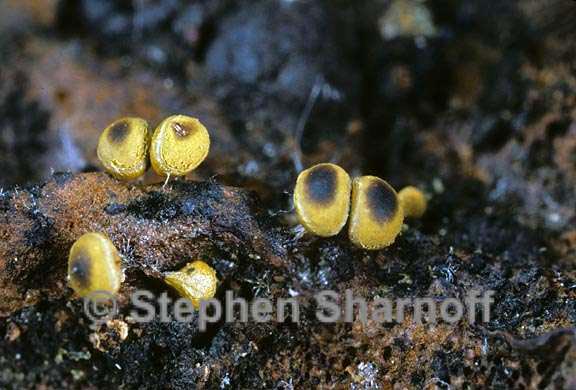 yellow sporangia 1 graphic