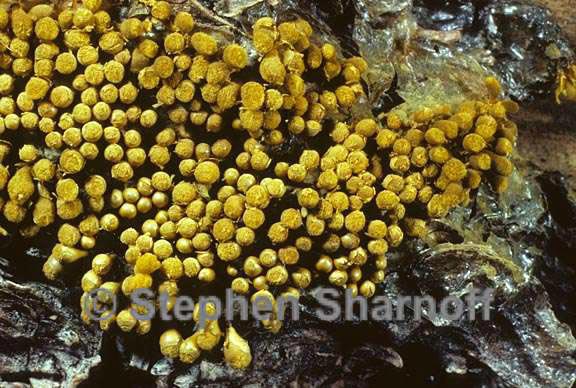 yellow sporangia 2 graphic