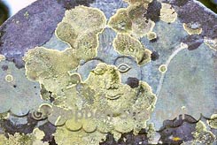 angel face thumbnail graphic