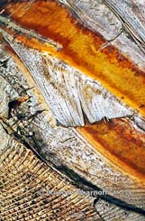 pandamus thumbnail graphic