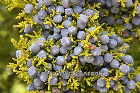 juniper seeds 1 graphic