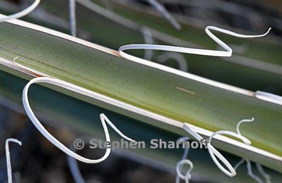 agave santa fe 8 graphic