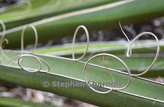 agave santa fe 5 graphic