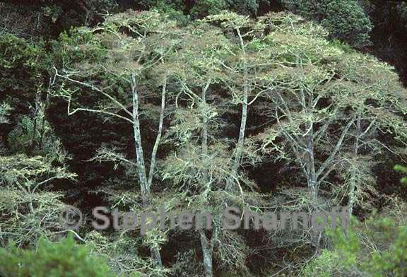 alders with lichens 1 graphic