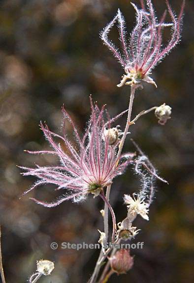 apache plume seedhead 1 graphic