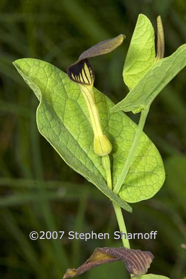 aristolochia rotunda 1 graphic