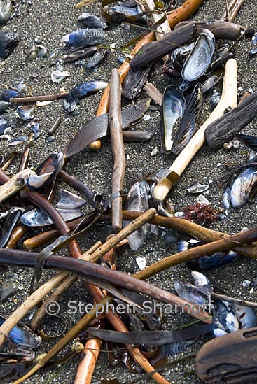 beach debris 1 graphic