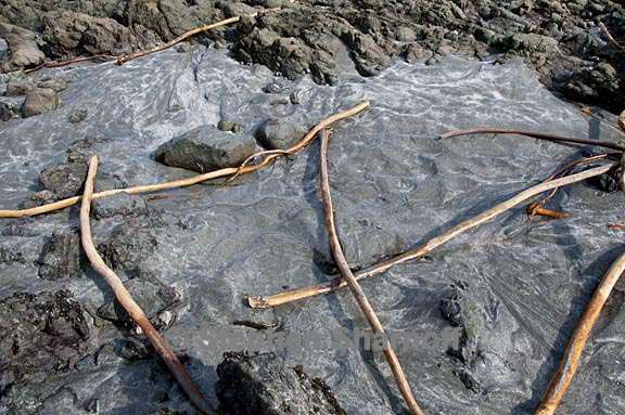 kelp on beach 4 graphie