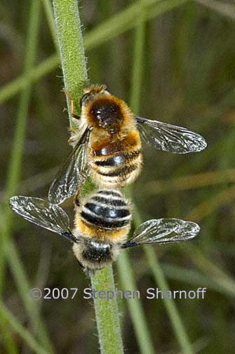 beeflies mating graphic