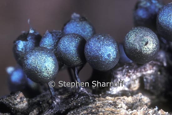 blue sporangia 1 graphic