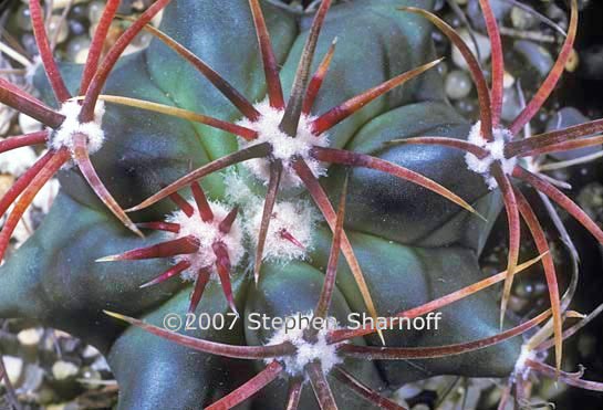 cactus spines 1 graphic