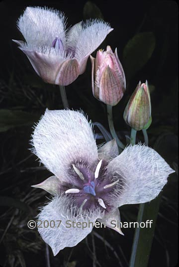 calochortus tolmei graphic