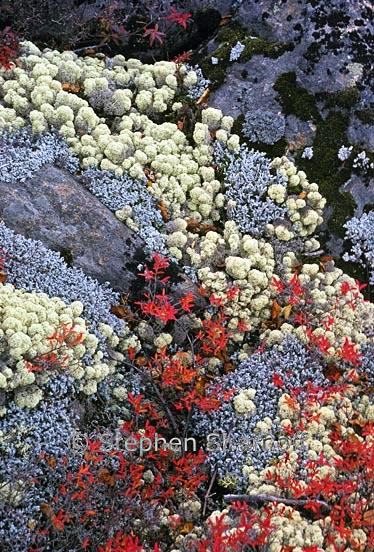 cladonia stereocaulon rocks 1 graphic