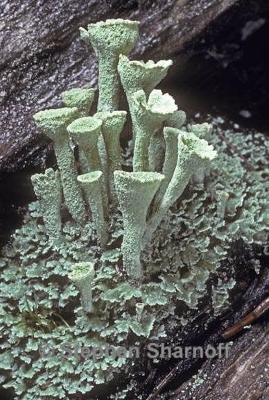 cladonia carneola 1 graphic