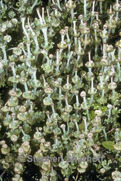 cladonia concinna graphic