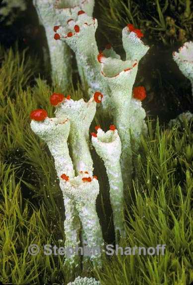 cladonia deformis graphic